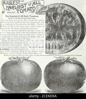 . Le livre de semences Maule pour 1922. Tomate inAmerica pour la maison ou le marché jardinier. Sa laideur extrême n'est pas non plus son seul lirtue, forit est de grande taille, de bonne couleur et de saveur délicieuse.il ne se fissure pas et n'a pas de grand noyau. Couleur isa rouge vif, un peu de forme irrégulière, mais creux. Prêt à être choisi en 80 da^^s. Les pages de ce livre de semences pourraient être remplies avec des déclarations et des commentaires sur la valeur de l'argent de cette fine tomate précoce. Maules la plus ancienne d'Allis tout son nom implique, à savoir : la plus ancienne tomatin existence, nonobstant les revendications faites pour June Pink, Ear liana. Le roi de l'oreille se trouve Banque D'Images