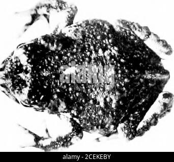 . Les perturbations pigmentaires, de croissance et endocriniennes induites dans le tadpole d'aunran par l'ablation précoce des pars buccalis de l'hypophyse. S Banque D'Images