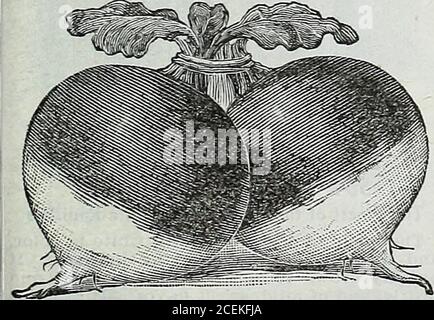 . Le livre de semences Maule pour 1922. Grand, beau et croustillant l'un des meilleurs radis longs pour la plantation générique. Mûrir en environ 35 jours, et con-tinue dur et croustillant. Rouge au-dessus et ombre au blanc clair à l'extrémité. Grand, mais les deux brittleaud tendre. Largement populaire et souhaitable. Pacliet, 10 cents; once, 15 cents; livre^, 40 cents; livre, 1.33 $, postpayé. Le favori pour la maison jardin orMarliet UN très excellent radis pour forcer sous le verre ou pour pousser dans le sol ouvert. Son haut court et sa croissance rapide en font un grand favori avec les hommes du marché, et sa qualité douce et douce gagne la faveur de la Banque D'Images