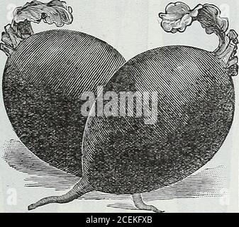 . Le livre de semences Maule pour 1922. 598 Olive écarlate en forme de 20=jour radis ce radis très souhaitable est de croissance rapide et de couleur riche et attrayante carmin. 0/bonne apparence, avec blanc éclatant, tendre fleshof saveur douce. FIT to Eat ui 20 jours. Pacliet, 8 cents; once, 13 cents; J4livre, 35 cents; livre, si.10; 5 livres, S5.00, postpayé. Banque D'Images