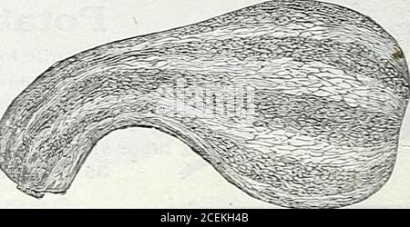 . Le livre de graines de Maule pour 1922. i 567 formes, couleurs et tailles de citrouilles mixtes AH ce mélange est particulièrement oflered à ceux qui souhaitent cultiver une collection des types diierents de citrouilles ici énuméré exposition ir à County Fairs, ou pour la maison ?. Tous sont de bons gardiens, arrivant à échéance en 100 jours. Paquet, 5 cents; once, 10 cents;quart de livre, 30 cents;livre, si.00, postpayé. Itei tiilt Banque D'Images