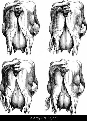 . Comment choisir les vaches; ou, le système de Guenon simplifié, expliqué et appliqué pratiquement. Chaque fois qu'un éboucheon est accompagné d'une boucle sur chaque nœud de la pis, il indique un rendement de l'ordre le plus élevé. * * * • jusqu'à présent, nous avons remarqué seulement l'escutcheon arrière, ou celui qui rep-resents les deux quarts arrière de la pis. Les deux quarts avant sont tout aussi importants et doivent être capables de fonctionner bien en avant sous le corps. Voir A. si le pis, à l'avant, est concave ou coupé comme en B, ce qui indique une faible capacité, il représente un rendement réduit. Cette collerette avant ou de niveau est de Banque D'Images