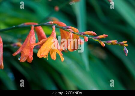 Crocosmia fleurs et feuilles avec de vraies gouttelettes d'eau en gros plan après la pluie en été, Angleterre, Royaume-Uni Banque D'Images