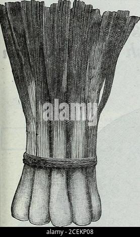 . Le livre de semences Maule pour 1922. ^35 Extra tôt le plus tôt des sortes RedSkinned il réussira dans le froid, mucky sol, où d'autres genres échoueraient.;t mûrit dix jours plus tôt thaii le Red Wetherstteld. Il peut être madeo produire des oignons fins, commercialisables en iW jours à partir de l'ensemencement de la:eed. Il est de doux tlavor, et maintient bien. La couleur est un rouge profond, riche, il grain est fin et proche et l'oignon est solide et lourd. Il est robuste, bien adapté au marché précoce. Très tôt Red sera suc-ieed presque n'importe où, mais est particulièrement adapté pour les latitudes du nord. Paquet, 10 cents; oz. Banque D'Images
