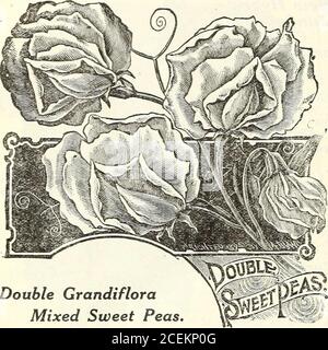 . Fleurs et légumes pour le printemps 1920. -^ UN nouveau genre magnifique, ayant Milk-LL/nize JaiVia, .^^hite pointes de fleurs, faisant abeajiutiful contraste avec le rouge, le blanc et le bleu. JPacket, 5c. Salvia splendens plantes. L'une des plus belles plantes de la literie, entièrement couverte en automne avec de longues pointes de fleurs cicatrice éblouissantes, T-emaining en fleur jusqu'à ce qu'il soit coupé par le gel.6 plantes pour 40c.; par douzaine 75c. r^A;^r«»#AF#c papillon ou fleur d'orchidée. Très i3 cnizaninus. Élégant et doué. Fleurs veryodd, belles et durables, tachetées et coupées au pourpre, violet et jaune. Un beaut Banque D'Images