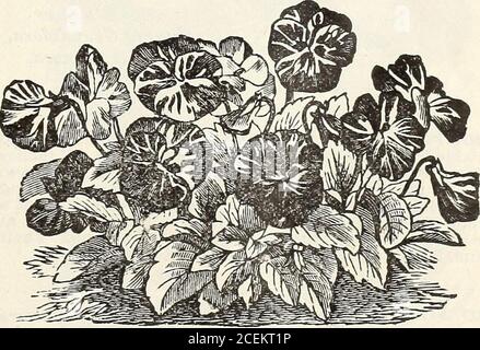 . Fleurs et légumes pour le printemps 1920. -American Expositio7i ils vuere;■ premier prix. Ils sont une médaille d'or marque.paquet. LOC; 3 pour 2SC. Chef-d'œuvre Pansy. e™s%si? À des pansies doubles que tout ce qui est everintroduisit. Les pétales sont criblés et bouclés de telle façon que les fleurs s'appeardouble. Les fleurs sont de taille énorme, souvent 3 pouces de large, et les combinaisons de couleurs variationsandsont impaires et frappantes.F^acket, 10c.;3for25c. ^ Nouvelle Pansy géante, Madame Perret, la meilleure et unique Pansy rose. La taille extraordinaire des fleurs en fait une anovuture du premier rang. Paquet, 10c. ; Banque D'Images