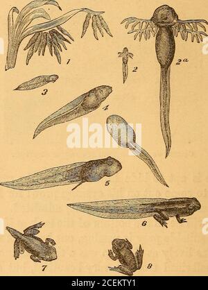 . Merveilles de l'océan : un compagnon pour le bord de mer. Truite mouchetée (Salmo fontinalis). 210 L'OCÉAN. Le tadpole, bien que n'appartenant pas à la tribu finny, peut aussi bien être mentionné ici. Il ne doit en aucun cas être omis de notre collection, car il est l'une des créatures funnyLittle. Avec sa grosse tête, sa tête paresseuse et sa puce, il se dirige vers le réservoir, apparemment si heureux, et non le confinement mental dans le moins, jusqu'à ce qu'il soit progressivement transformedinto une grenouille, quand il devient un membre plus sérieux de la. Huit étapes du développement du Tadpole, de la forme (1) récemment éclos à la forme adulte (8 Banque D'Images