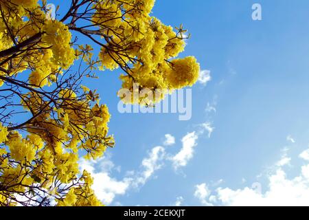 Floraison jaune en détail arbre Ipe avec ciel bleu Banque D'Images