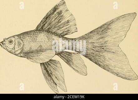 . Les poissons d'or se reproduisent et d'autres poissons d'aquarium, leur soin et leur propagation : un guide des aquariums d'eau douce et marine, leur faune, leur flore et leur gestion. Avec 280 illustrations explicatives, imprimées avec le texte. ese Tiger Telescope (poisson rouge)—Carassius auratus, var. Chinensis tigrinus.le poisson rouge chinois Telescope—Carassius auratus, var. Chinensis (poisson rouge)—Carassius auratus, var. Chinensis tigrinus.le poisson rouge chinois Telescope—Carassius auratus, var. Chinensis (poisson rouge).Celassius auratus, var Banque D'Images