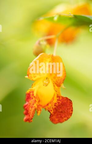 La joailleuse commune (Impatiens capensis), également connue sous le nom de joailleuse orange, joailleuse tachetée, touchetée-me-not, ou baumier orange, au Massachusetts. Banque D'Images