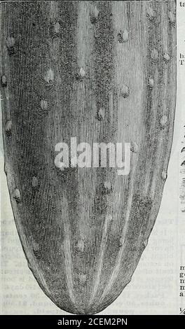 . Le livre de semences Maule pour 1922. 26^ des ours frais et croustillants toute la saison une variété extrêmement prolifique et belle. Au piquetage, le fruit est droit, long, pair et mince, et jusqu'à ce qu'il atteigne le grand sizeit est d'une couleur vert très foncé ou presque noir. Les boutons portant les thespins sont prédominants à tous les stades de la croissance, ce qui donne l'aspect acharactéristique du concombre. Mûrit sa récolte en environ 65 jours. Une variété de linables, tendres et croustillantes. Paquet, 8 cents; once, 13 cents; quart de livre, 40 cts.; livre, $] .35; 5 livres, 5.75 $, postpayé. 27^ concombres mixtes une plantation pour la saison Banque D'Images