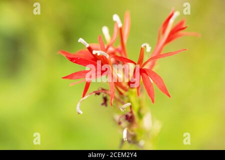 Fleur de cardinal (Lobelia cardinalis), une fleur rouge de la famille des Campanulacées indigènes des Amériques. Banque D'Images