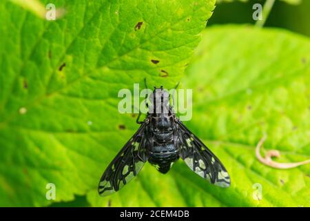 Tiger Bee Fly en été Banque D'Images