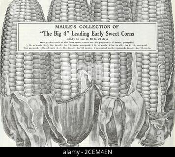 . Le livre de semences Maule pour 1922. MAULES COLLECTION DE la grande 4 Corns Sweet premiers prêts à l'emploi en 60 à 70 jours un piquet chacun des quatre Cornes sucrées sur cette page ONU 35 cents postpayé. 3 lb de chaque (4 lb en tout pour 75 cents postpayés 1 lb de chaque (4 lb en tout pour si 25 postpayés non prépayés ^ lb de chaque (4 lb en tout) pour 40 cents, 1 livre de chaque (4 livres en tout pour 7o cents). Banque D'Images