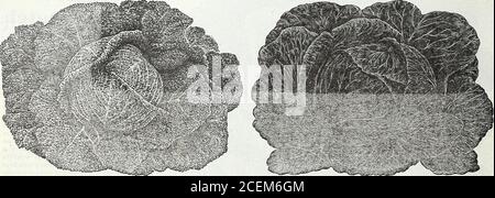 . Le livre de graines de Maule pour 1922. Attochez avec grand soin tous les nouveaux choux, et les tester à l'extérieur des terrains, mais nous stUl pense que Maules Surehead pour le cropwin principal font le plus de bien pour la plupart des gens. ISO autres choux d'Americatoday a tous les mérites de Maules véritable Surehead. Les gens qui n'ont jamais semé Maules Surehead ne savent pas whatgood chou est. La Surehead est le plus grand et le plus profitablecabbage jamais présenté, qui a, pour un si long terme des années, main-Packet, 10 cents; demi-once, 20 cents; once, 35 cents; Quccuter livre, $1.00; livre, $3.50; 5 livres, $15.00, postpciid Banque D'Images