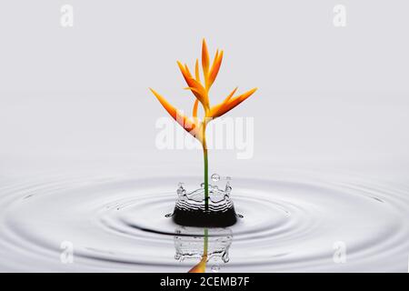 Heliconia psittacorum (torche dorée) fleurs, fleurs tropicales dans l'eau éclabousse isolé sur fond blanc. Banque D'Images