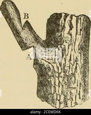 . Un traité sur l'élagage des forêts et des arbres ornementaux. - vers le haut et vers le bas le travailleur. C'est une condition in-attribuable de la guérison rapide sur andparfaite circulation de la sève que toutes les blessures doivent couper et façonner de manière égale le plus près possible à thetrunkk de l'arbre. Afin de garantir cette condition, l'opération d'amputation d'une branche devrait être com- 36 ÉLAGAGE D'ARBRE. Séquencé en faisant une encoche sur sa partie inférieure (A, Fig.29). Cette encoche doit atteindre le milieu du. Figure 29. — méthode de prévention de la chute d'une branche lourde en coupant des encoches sur les côtés inférieur et supérieur. Banque D'Images