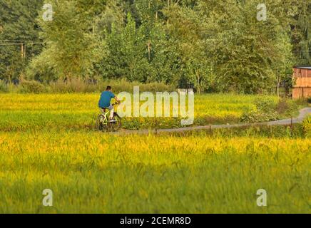 Cachemire, Inde. 1er septembre 2020. Un cycliste se déplace le long d'une route pendant une journée ensoleillée à la périphérie de Srinagar. Crédit : SOPA Images Limited/Alamy Live News Banque D'Images