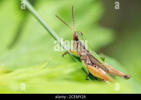 Une sauterelle verte et brune avec de grands yeux et de longues antennes saisit la tige d'une plante comme elle envisage de sauter loin. Banque D'Images