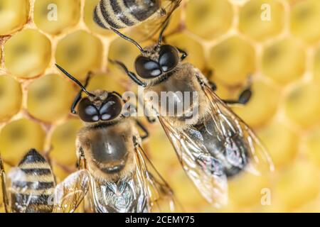 gros plan macro Big drone abeille dans l'abeille mâle en nid d'abeille avec le travailleur de l'abeille. Banque D'Images