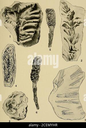 . Étude géologique du Maryland. GYMNOSPERM^. CocKAYNB, Boston. PLAQUE LXVII. PAGE Figs. 1-4. Abietites mackocakpus Fontaine 405 1-3. Vinaigre Hill, Maryland (après Fontaine).4. Lansdowne, Maryland (après Fontaine). Fig. 5, 6. Abietites makylandicus Fontaine 406 Vinegar Hill, Maryland (après Fontaine). Figure 7. Abietites LONGIFOLrus (Fontaine) Berry 407 Federal Hill, Maryland (après Fontaine). 566 ÉTUDE GÉOLOGIQUE DU MARYLAND. CRÉTACÉ INFÉRIEUR, PLAQUE LXVII.. GYMNOSPERM^. PLAQUE LXVIII. PAGE Figs. 1-6. CuPEESsiNOXYLON Wardi Knowlton, Clifton (Baltimore) 415 1. Section transversale. X 50. 2. La même chose. X 2 Banque D'Images