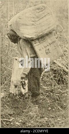 . Pathfinders of the West, qui est l'histoire palpitante des aventures des hommes qui ont découvert le grand Nord-Ouest. Il cactus avait déjà la plupart des menaces de pieds festis. Pourtant, aucun mot de plainte n'a été prononcé ; et une fois, quand les hommes ont garé un vert le long du portage, un voyageur a sorti son violon, et les pieds douloureux dansaient, ce qui était plus sain que de faire du bouc ou du poulticlage. L'audace des grizzlies a été maintenant expliquée. Antelope et buffle ont été transportés sur les chutes. Les barbes se sont présentées ci-dessous pour la charogne. 320 PATHFINDERS DE L'OUEST après l'échec de construire bon cache bo Banque D'Images