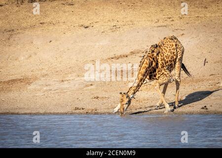 Une girafe masculine assoiffée de pétards qui se plient à Le bord de l'eau potable de la rivière au soleil à Kruger Stationnement Banque D'Images