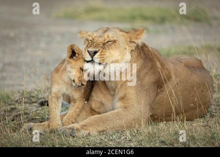 La lionne et son petit cub allongé dans une herbe courte À Ngorongoro en Tanzanie Banque D'Images