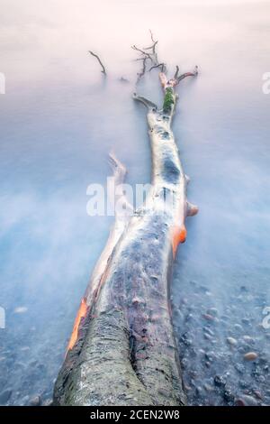 La racine de l'arbre se trouve près de la rive, sur fond de galets et d'eau. La racine de l'arbre à la rive Banque D'Images