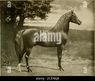 . Les Arabiens et les Américo-Arabes purs (chevaux Huntington); un catalogue contenant l'histoire, les opinions et les suggestions relatives aux chevaux arabes et à l'élevage de chevaux. ave a été une distinction originale dans ces animaux et tous les autres animaux, sinsewe souvent voir tellement la perfection et l'originalité de la forme dans les plus petites tailles comme torender il presque impossible d'attribuer un tel accident à la dégénérescence. De l'espèce originale ci-dessus peut être à juste titre dérivé toutes ces innombrables variétés que nous avons à ce jour témoin dans différentes parties du monde. VSoil et climat plus indubablement ont des effets considérables Banque D'Images