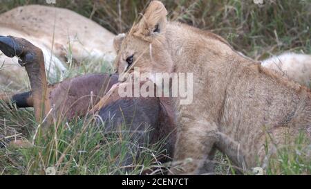 gros plan d'un lion qui se nourrit à masai mara Banque D'Images