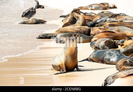 Les lions de mer de Galapagos (Zalophus wollebaeki) et un pélican brun (Pelecanus occidentalis), la plage de l'île de Santa Fe, parc national de Galapagos, Ecua Banque D'Images