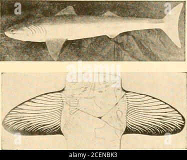 . L'origine et l'évolution de la vie, sur la théorie de l'action, la réaction et l'interaction de l'énergie. g les dents osseuses et l'armature osseuse de la région de la tête.(ci-dessous.) Vue latérale du même.modèle par Dr. Louis Hussakof et ISIR.Horter, dans le Musée américain d'Histoire naturelle. LES REQUINS PRIMORDIAUX 167 connus sous le nom d'Arthrodira, un groupe de relations incertaines. Ils ont de nombreuses adaptations en commun avec Bothriolccis, comme le cou articulé, les mâchoires dermiques, le carapace, le plastron et les appendices appariés (Acanthaspis). Certaines autorités regardthe Arthrodira comme des poissons-poumons aberrants. Dean, Hussakof, et d'autres le considèrent Banque D'Images