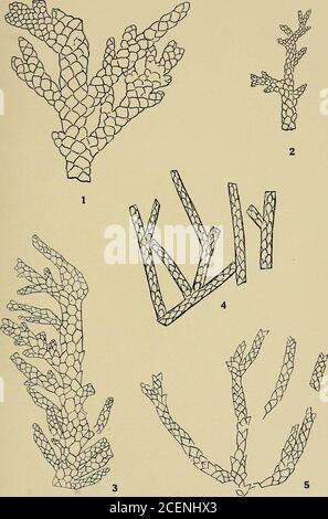 . Étude géologique du Maryland. GYMNOSPERM^. PLAQUE LXV. PAGE Fig. Brachyphyllum maceocakpum Newberry 394 de la formation de Raritan à South Amboy, New Jersey (d'après Holickand Jeffrey). Figure Brachyphylltjm mamiixare, Brongniart 394 UN spécimen de cette espèce qui est le type du genre, de la Jurassique de France (après Saporta). Figure 3. Beachyphyixum obesum Heer 394 des Aptiens du Portugal (après Saporta). Fig. 4, 5. Brachyphyllum parceramosum Fontaine 395 4. Telegraph Station, Virginie (après Fontaine). 5. De la Trinité du Texas (après Fontaine). 564 ÉTUDE GÉOLOGIQUE DU MARYLAND. L Banque D'Images