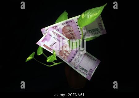 Lierre du diable (Epipremnum aureum) ou feuille de plante de monnaie avec 2000 roupies note de monnaie sur fond noir. Arbre des billets image du billet de banque avec l'usine Banque D'Images