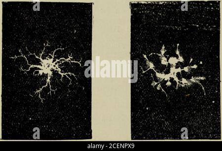 . Passe-temps photographiques : une série d'expériences intéressantes pour les amateurs pour obtenir des effets nouveaux et curieux à l'aide de l'appareil photo. Figure 5.—Photographie cf Lightning. Pour développer les négatifs, le révélateur d'acide sulfo-pyrogallique est très approprié, mais j'ai aussi obtenu de bons résultats witheikonogen, ou le révélateur combiné eikonogenand hydroquinone. AUTRES PHÉNOMÈNES ÉLECTRIQUES. Les photographies intéressantes sont celles de l'étincelle électrique, que ce dernier pro- 32 PASSE-TEMPS PHOTOGRAPHIQUE. S'encadre sur la plaque sensible. Forthis expérience une machine électrique ordinaire par friction est suffisante, contre Banque D'Images