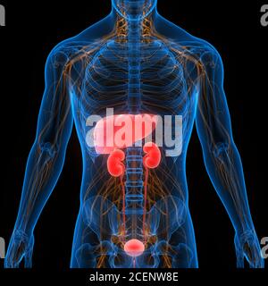 Organes internes humains foie avec système urinaire Anatomie Banque D'Images