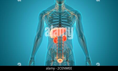 Organes internes humains foie avec système urinaire Anatomie Banque D'Images