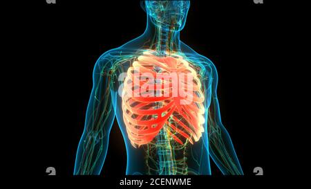 Système de squelette humain Anatomie des articulations des os Banque D'Images