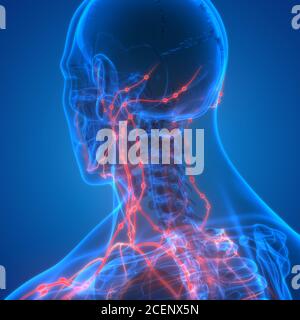 Système interne humain ganglions lymphatiques Anatomie Banque D'Images