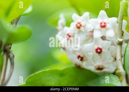 Gros plan de fleurs blanches et roses en forme d'étoile de carnosa de Hoya ou de fleur de porcelaine ou de cire. Banque D'Images