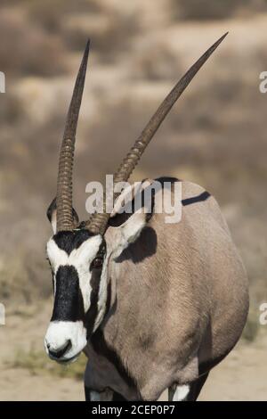 Gemsbok (Oryx gazella) Profil gros plan avec de magnifiques cornes dans le désert de Kalahari à Afrique du Sud avec fond bokeh Banque D'Images