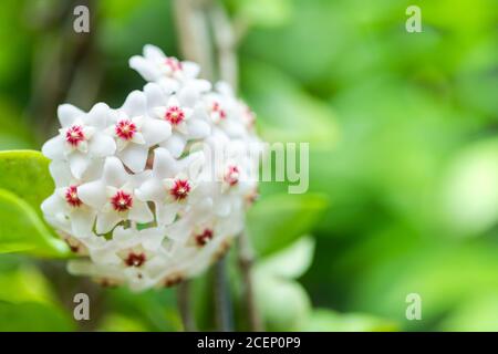 Gros plan de fleurs blanches et roses en forme d'étoile de carnosa de Hoya ou de fleur de porcelaine ou de cire. Banque D'Images