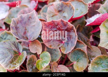 Begonia ou cire begonia et clubed begonia Vert et rouge Arrière-plan de feuilles belles et utiles plantes ornementales décoratives Banque D'Images