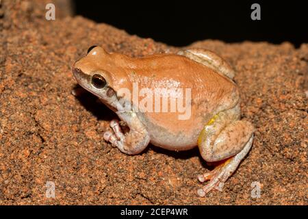 Grenouille d'arbre de désert reposant sur la terre rouge Banque D'Images