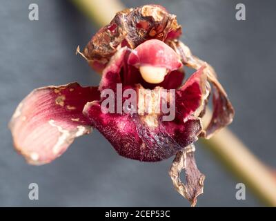 Orchid Cymbidium rouge dans ses derniers jours, en hurlant et en mourant dans le jardin Banque D'Images