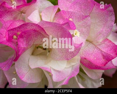 Une macro de superbes bonbons roses et blancs bractées avec de minuscules fleurs blanches à l'intérieur de la vigne de Bougainvillea Banque D'Images