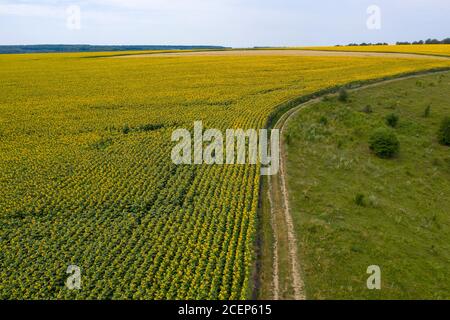 champ de tournesol, agriculture, vue d'en haut Banque D'Images