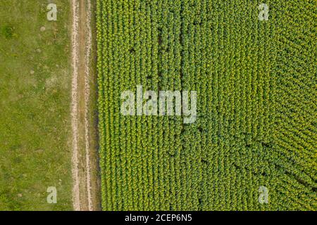 champ de tournesol, agriculture, vue d'en haut Banque D'Images