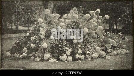 . Graines, bulbes, plantes. DEUTZTA GRACILIS. DEAJTZIA. Le hardiHood de ces plantes, en relation avec la croissance rapide, le feuillage luxuriant et la profusion de la floraison en juin, les rend si populaires. Pi. Fl. Crenata Doubles fleurs blanches, teintées de rose. Bymail, 15 cts chacune; grandes usines, 25 cts chacune, non prépayée. Gracilis. Une sorte naine aux premières fleurs, avec des écoulements blancs purs. Hardy dans le jardin, et précieux pour pot culturp udoorsin hiver. Par la poste, 15 cts chacune; grandes usines, 25 els chacune, non prépayés. POUR SYTHIA. (Cloche d'or.) De jolis arbustes de taille moyenne. Ils ont le vert profond, brillant Banque D'Images